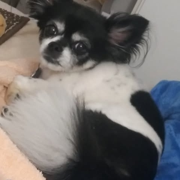 tonyadwightlmt